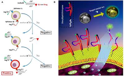 Functional Nucleic Acid-Based Live-Cell Fluorescence Imaging